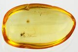 Detailed Fossil Wasp (Chalcidoidea) In Baltic Amber #330620-1